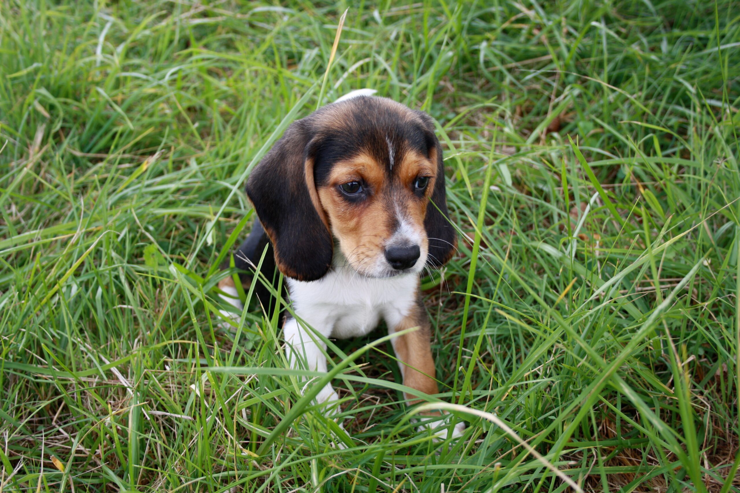 Honiči, honáčtí psi a barváři