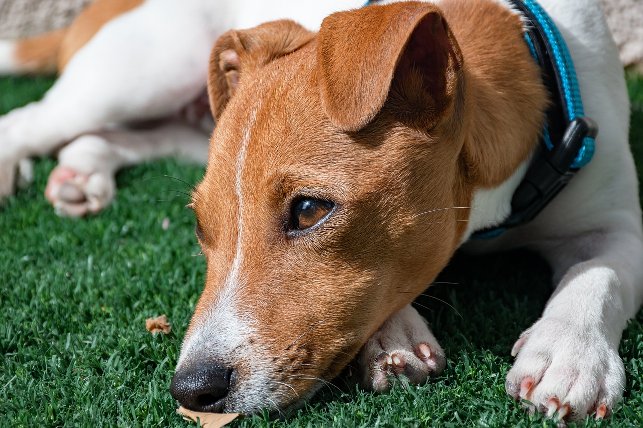 Jack russell teriér